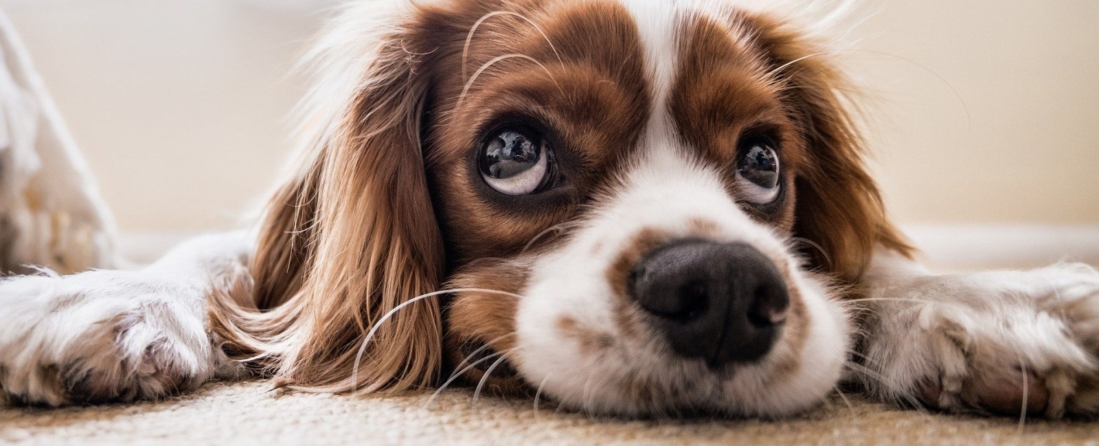 Dog laying on the carpet.