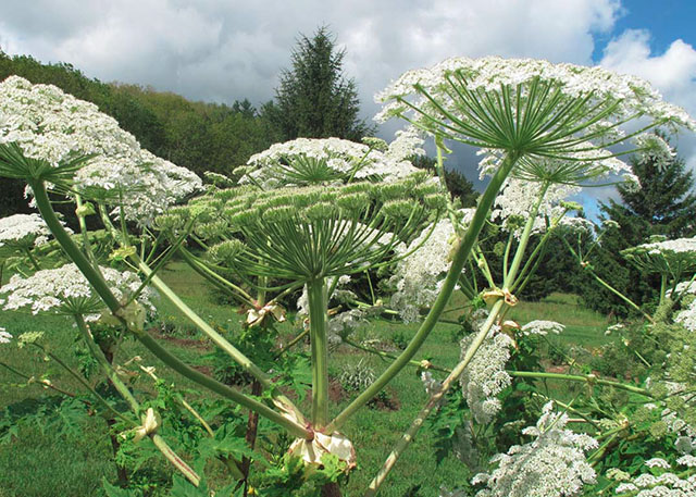 Giant Hogweed