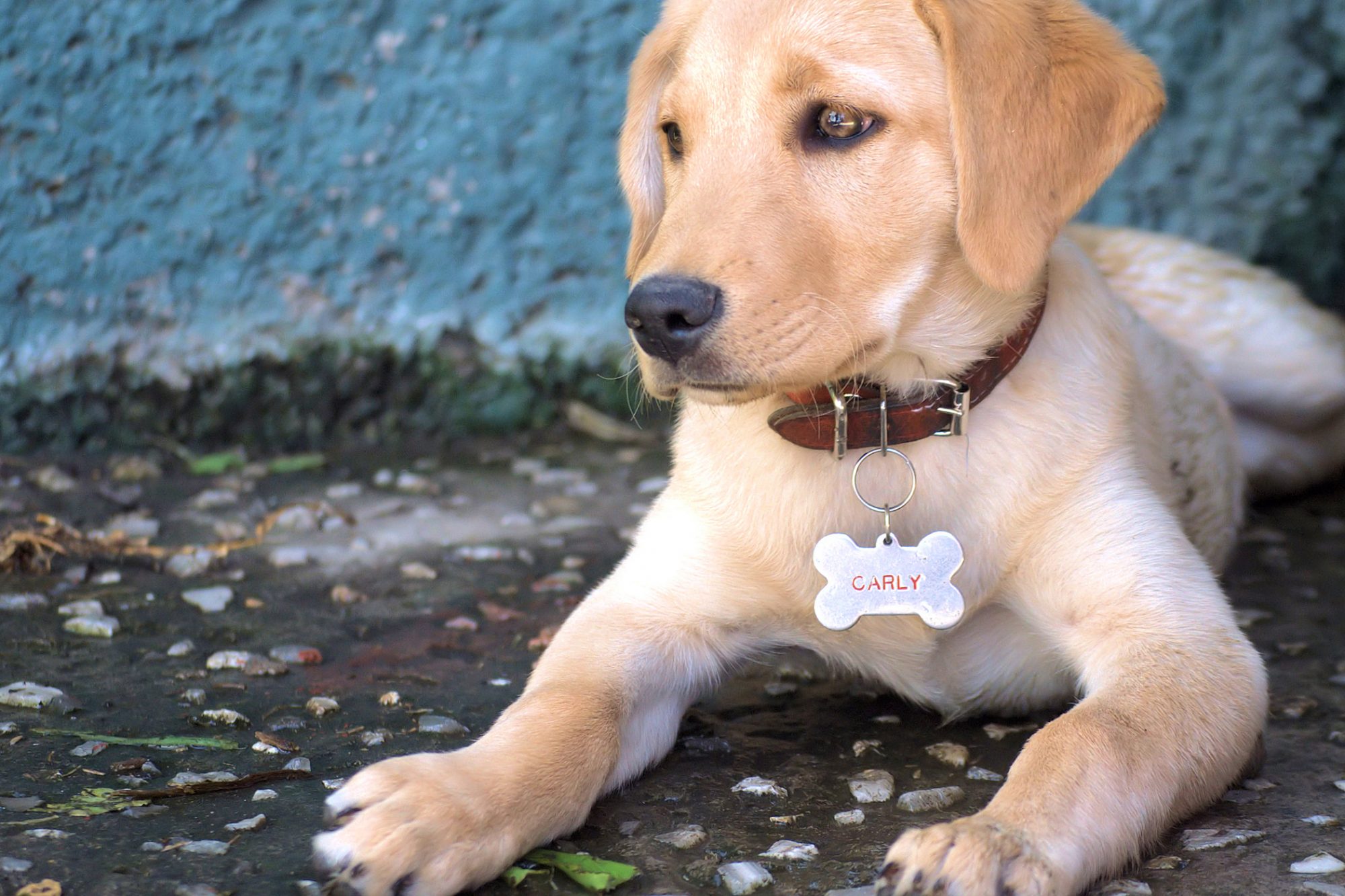 Yellow lab laying down showing collar with dog tag